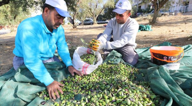 Park ve Bahçelerden Hasat Sonucu 2500 Kilogram Zeytinyağı Elde Edildi