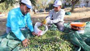 Park ve Bahçelerden Hasat Sonucu 2500 Kilogram Zeytinyağı Elde Edildi