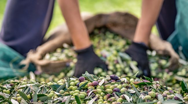 Zeytin Ve Zeytinyağı Sektöründe Verimlilik Artıracak Avrupa Birliği Projesi 